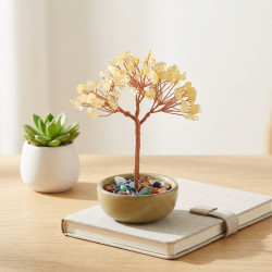 Sitrin Ağacı, Kâseli, 12 cm